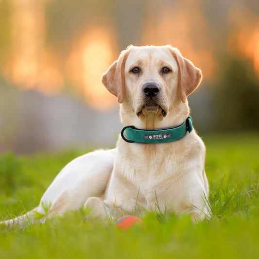 Personalized Custom Leather Dog Collar with Engraved Name ID Tag